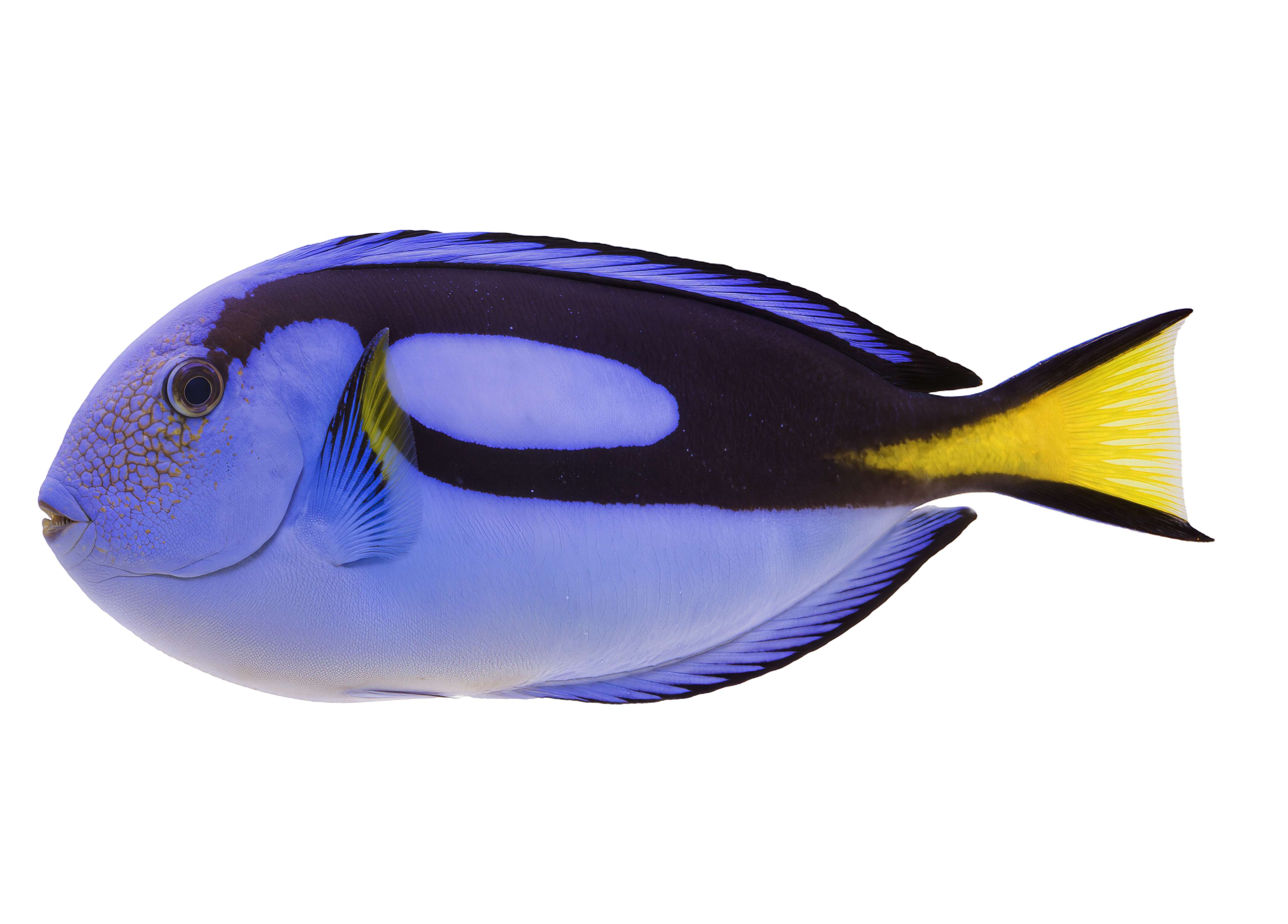 blue fish