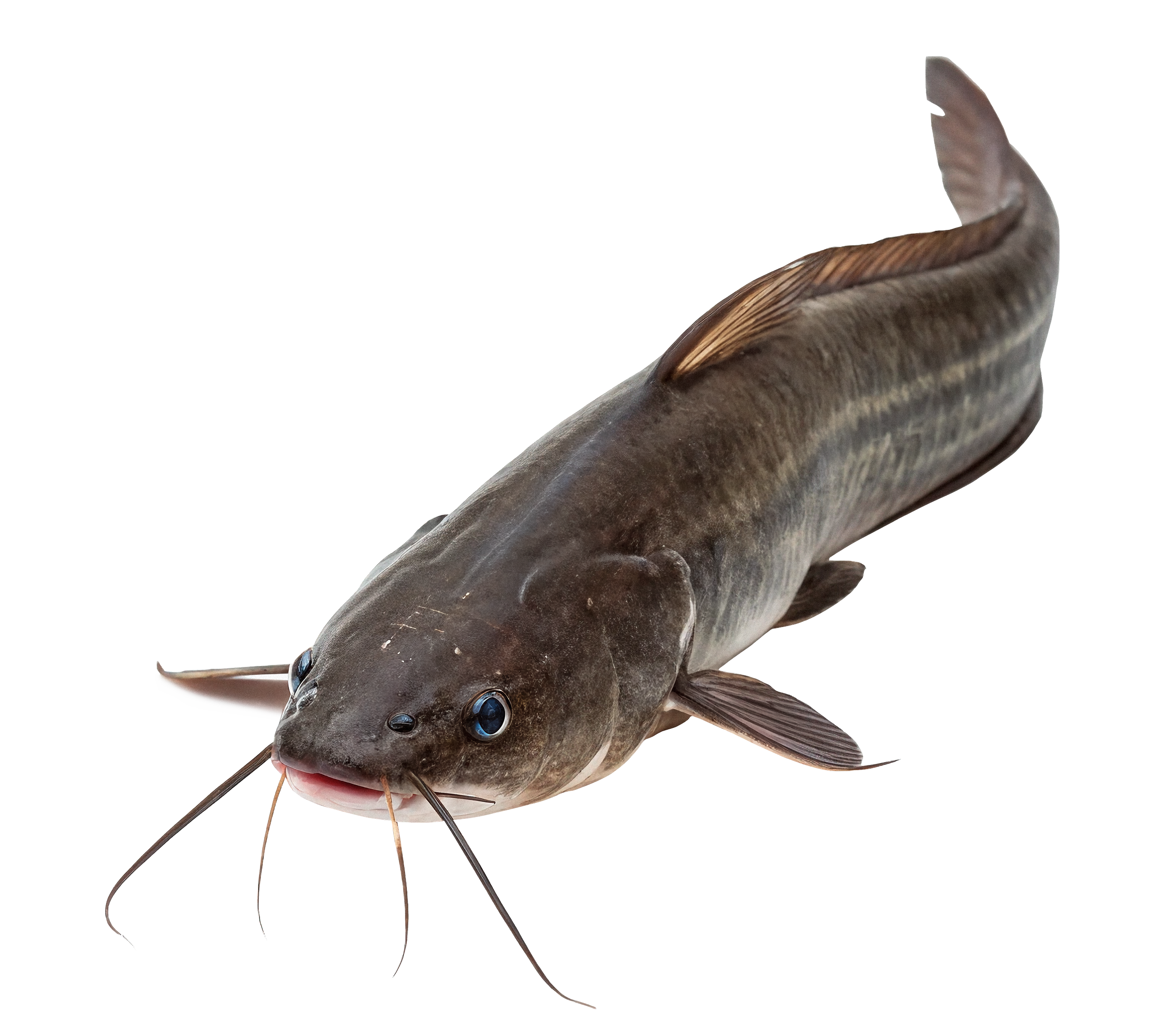 catfish