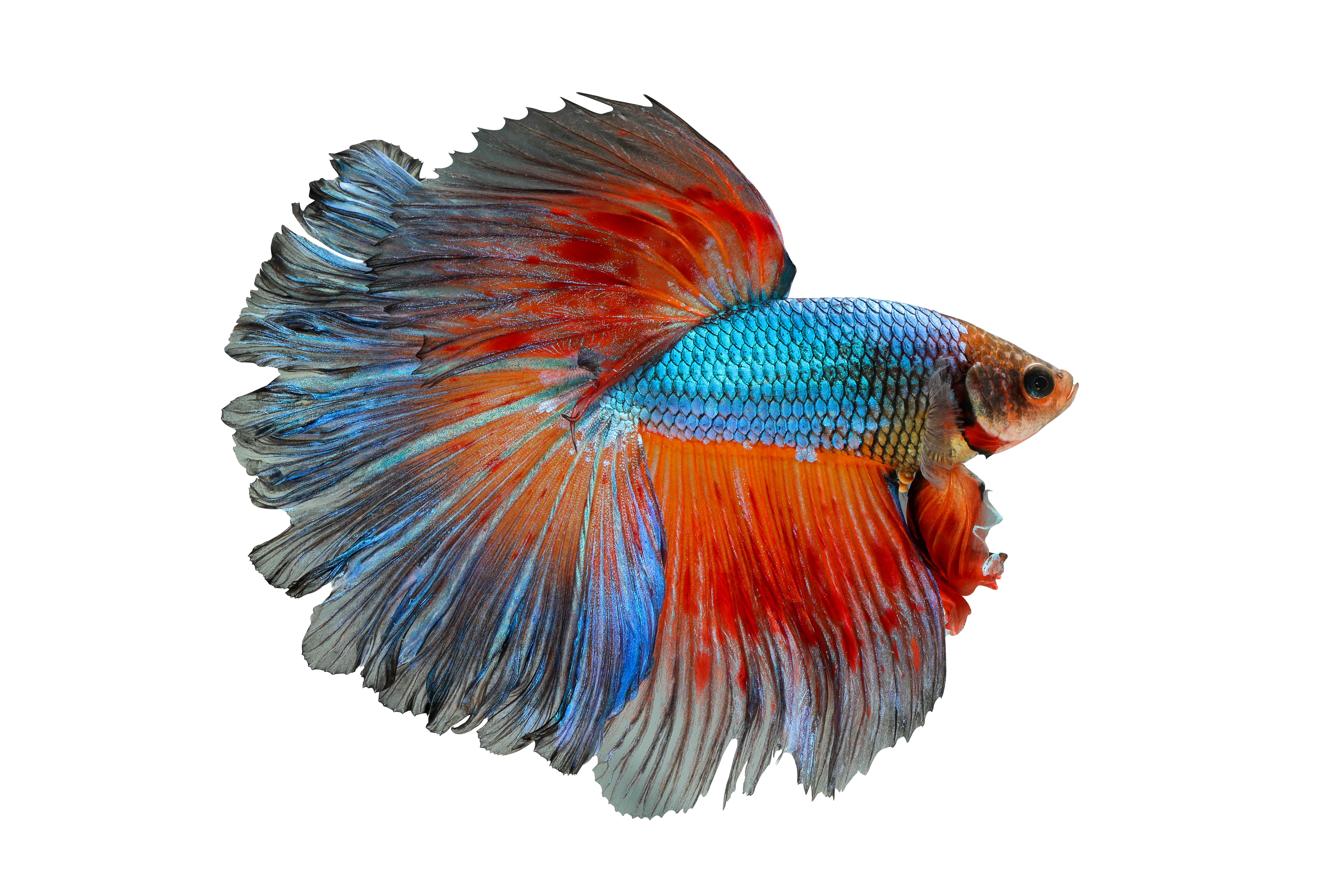 colorful fish