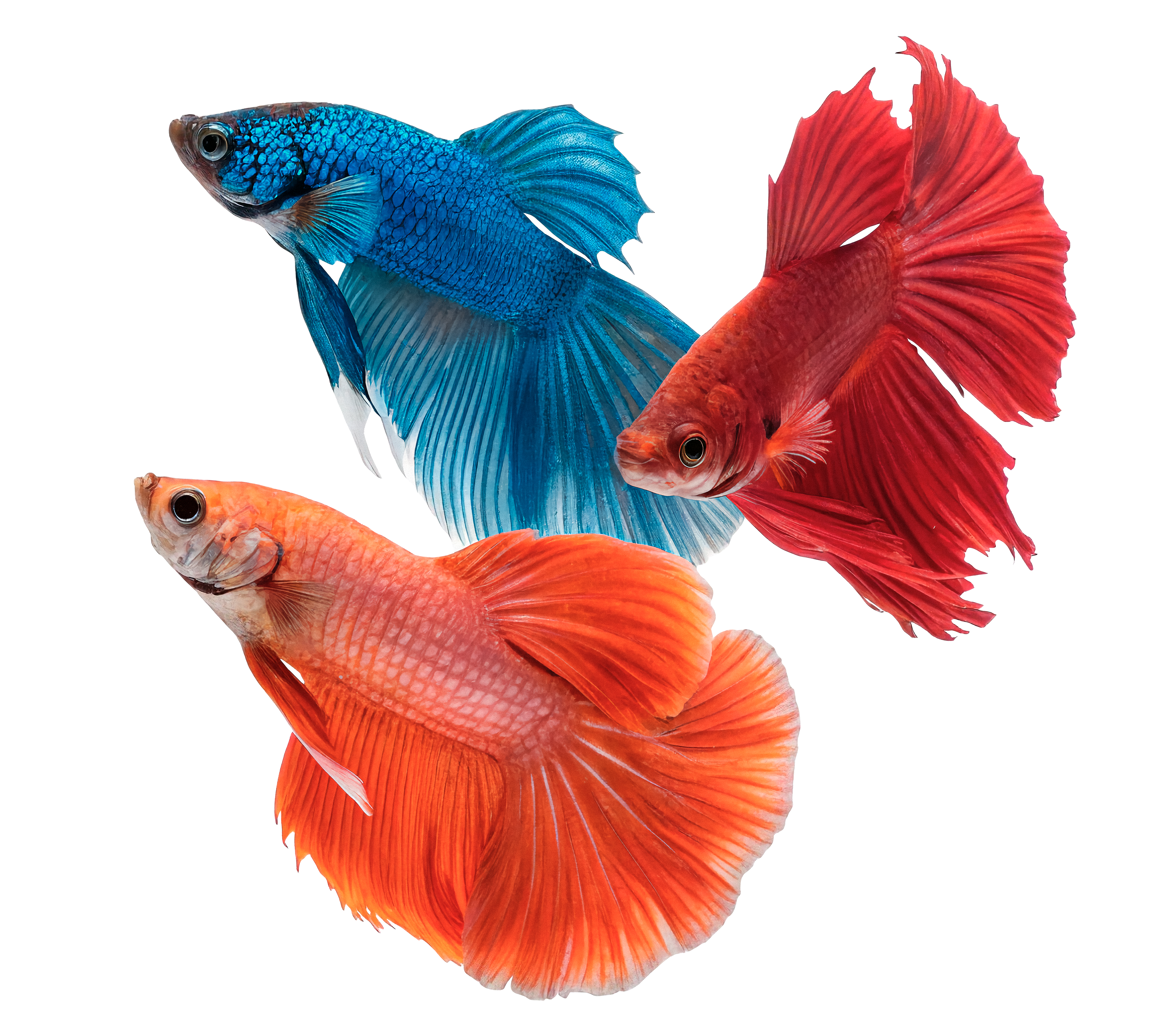 multiple silver fish