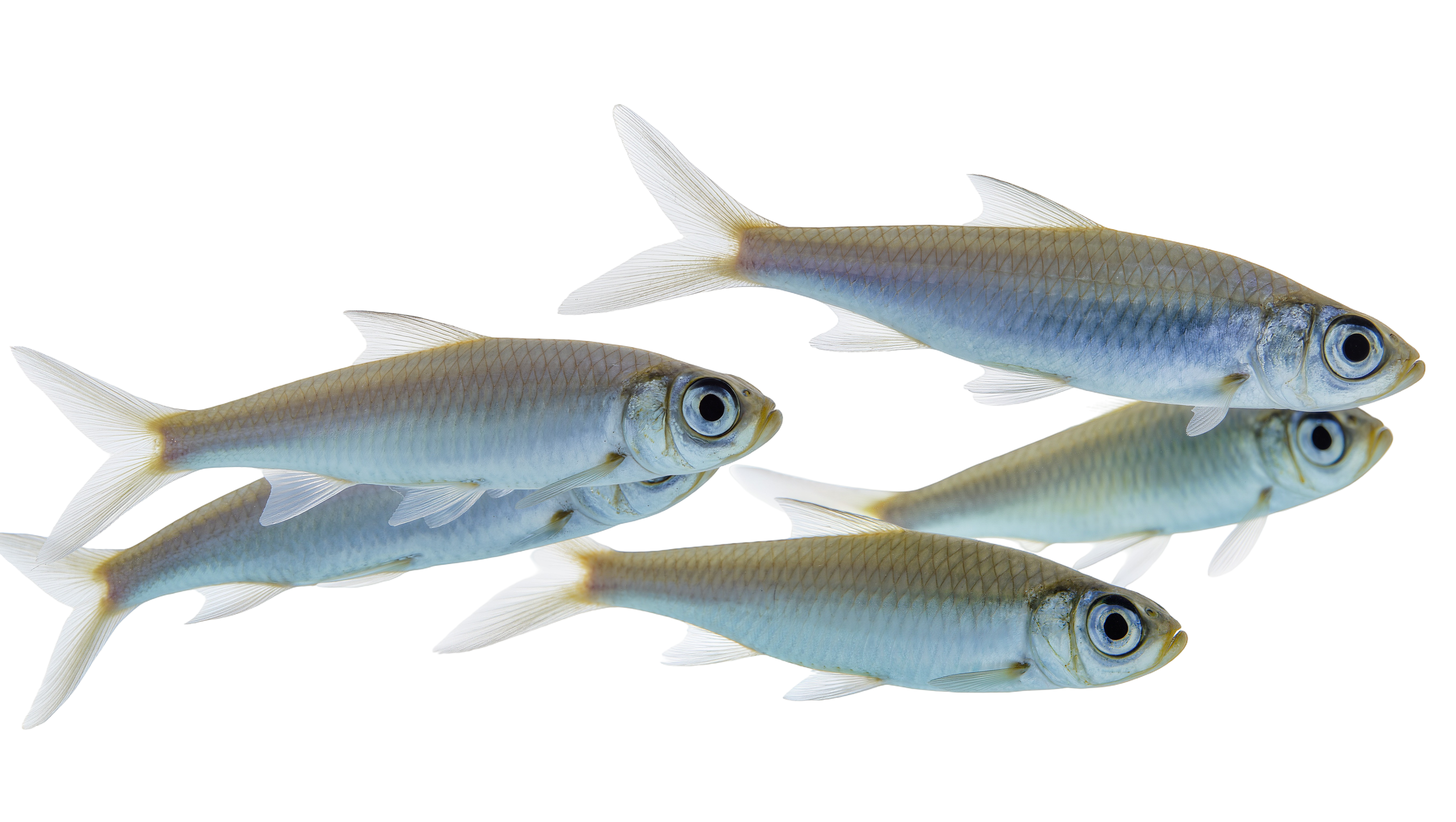 multiple colored fish