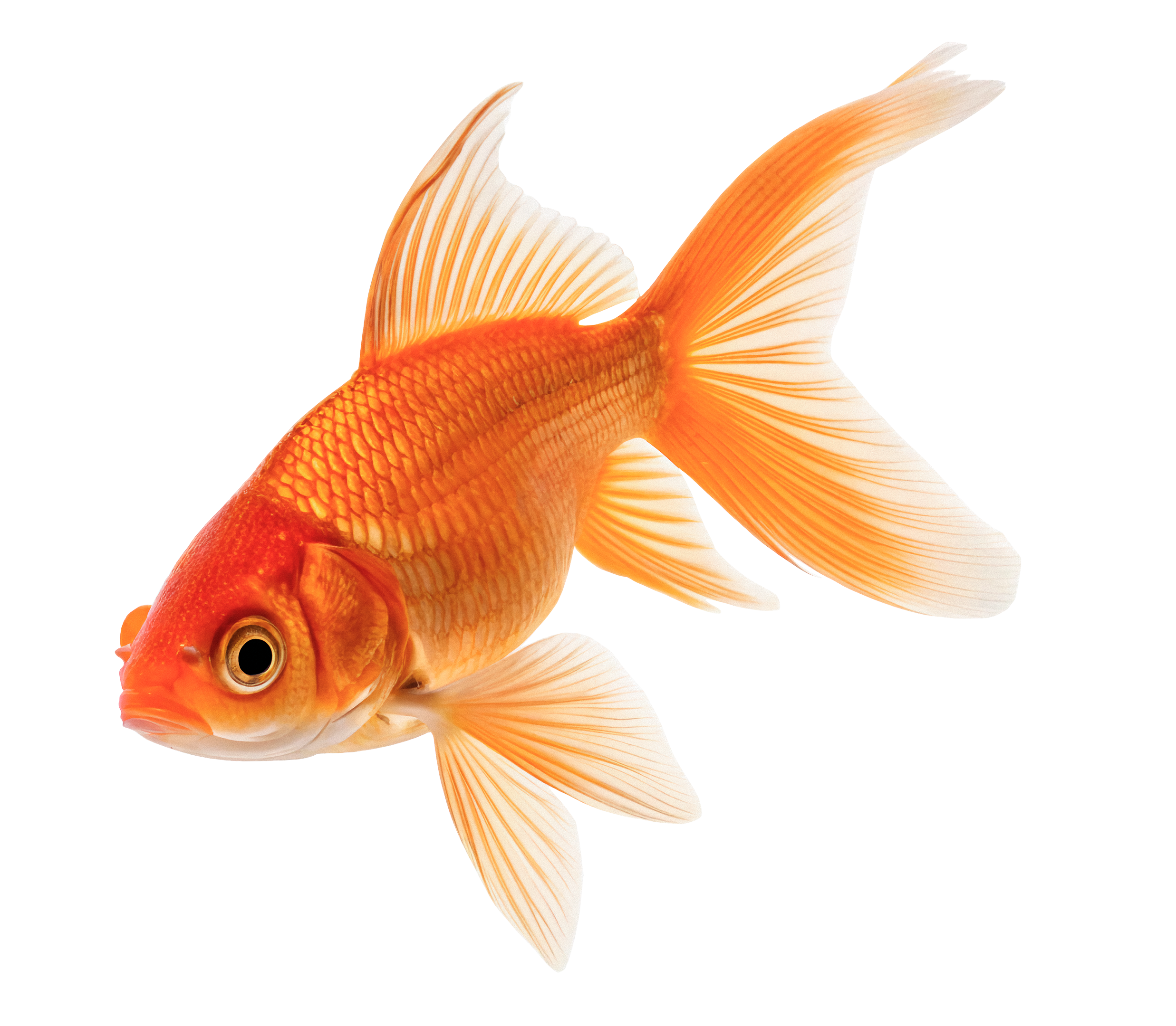 orange fish