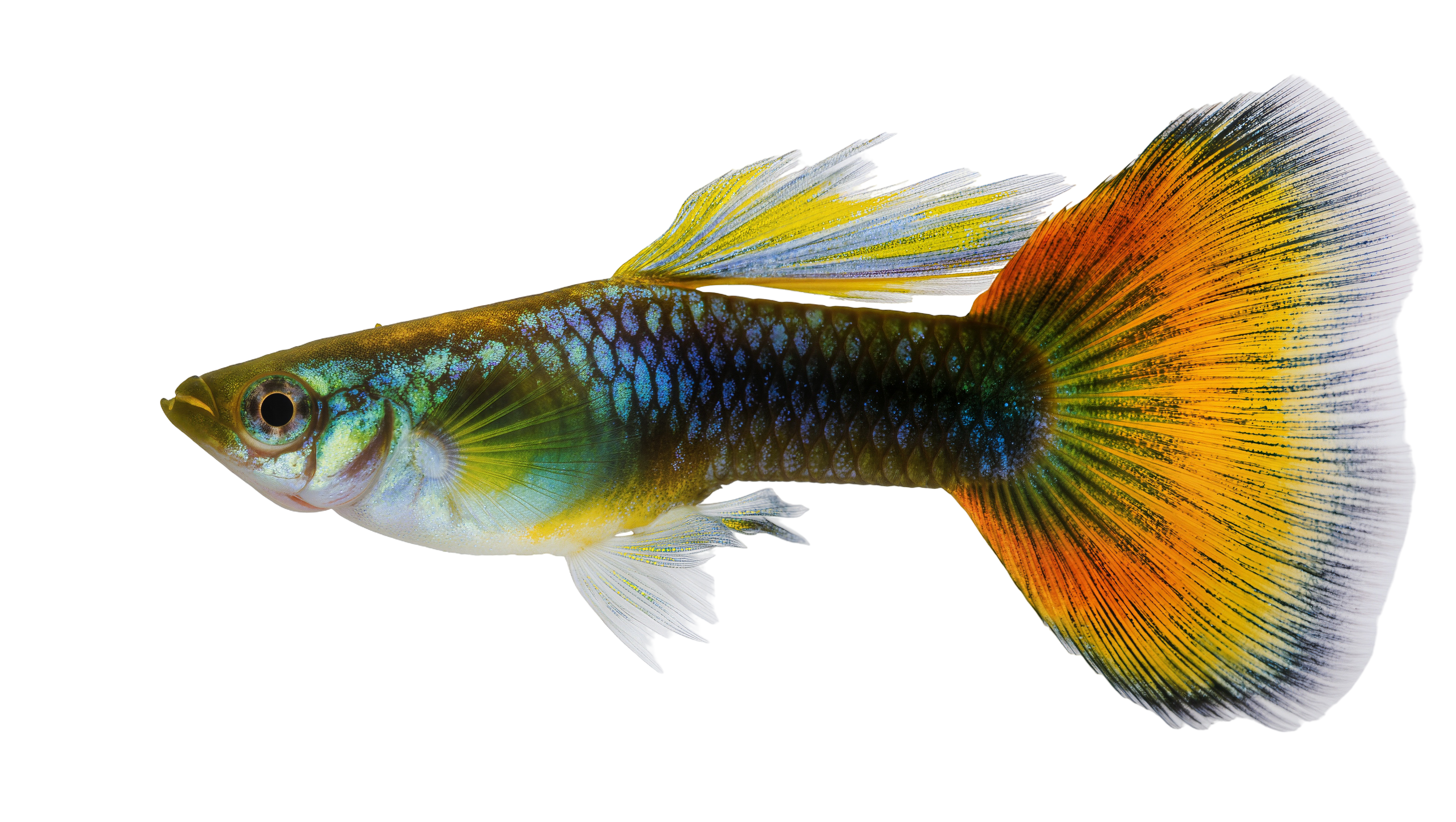 shiny colorful fish