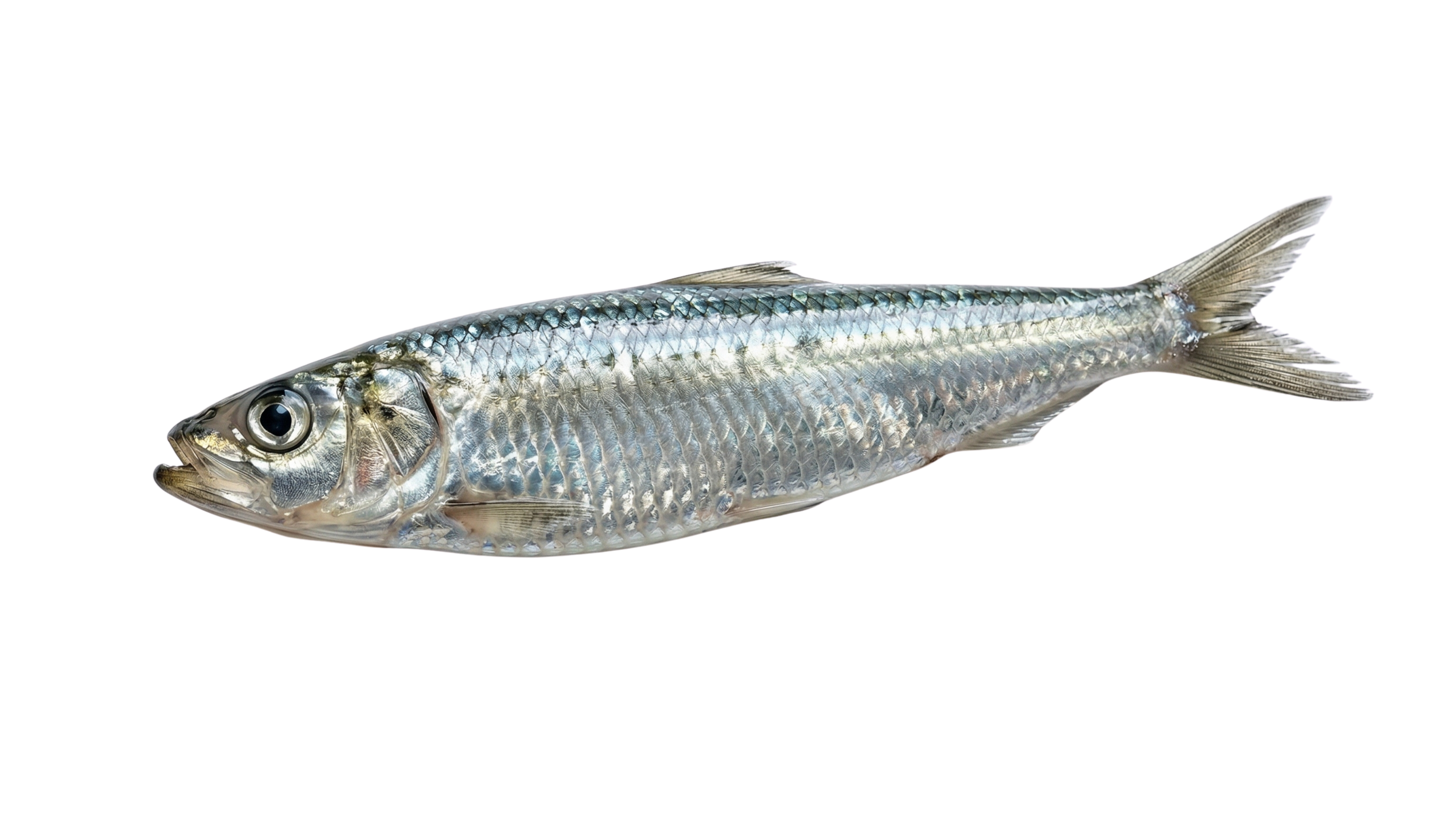 silver fish