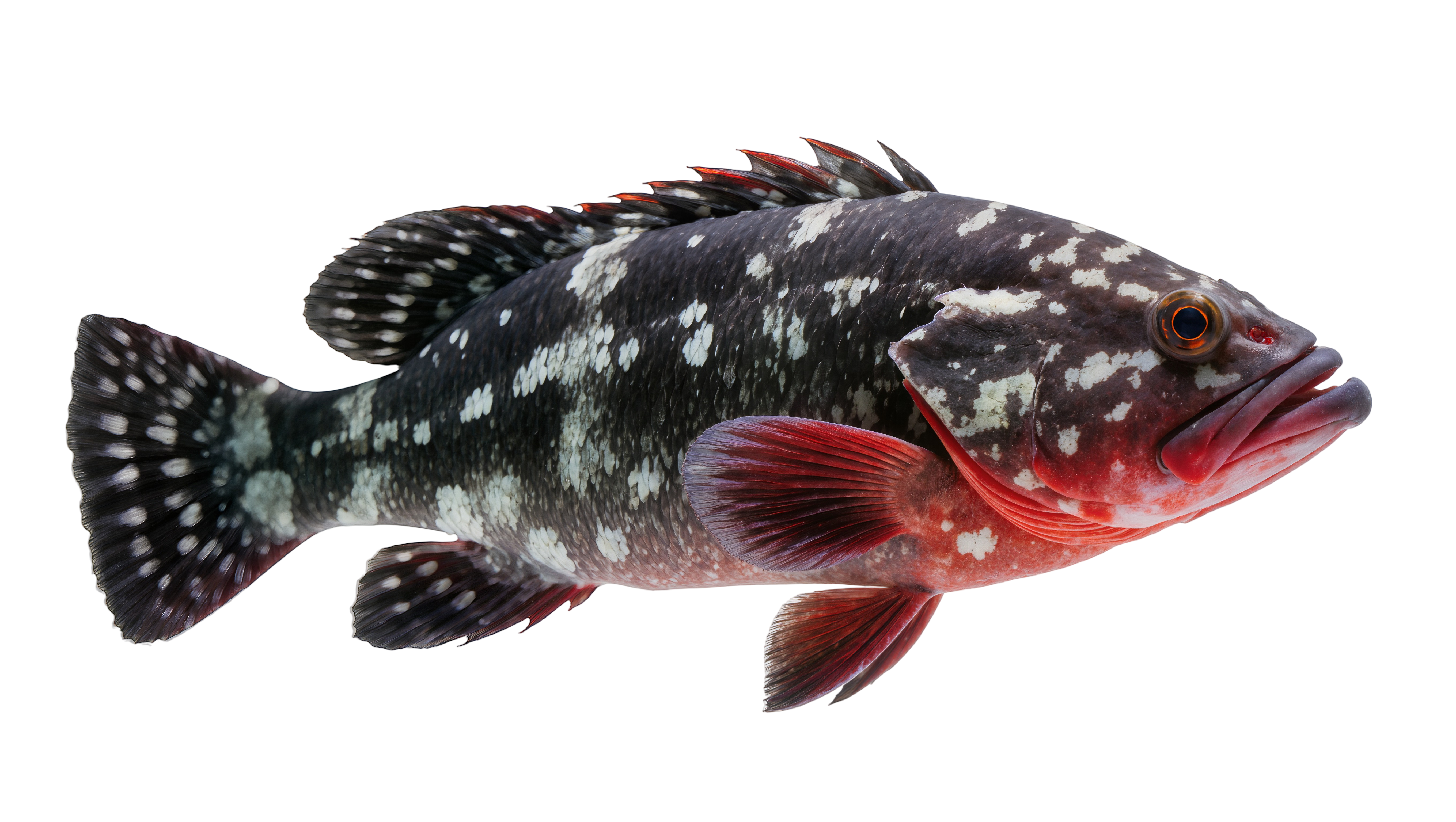 spotted fish